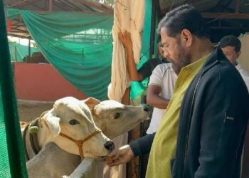 The Eknath Shinde-led government has declared indigenous cow breeds 'Rajyamata-Gomata' in Maharashtra