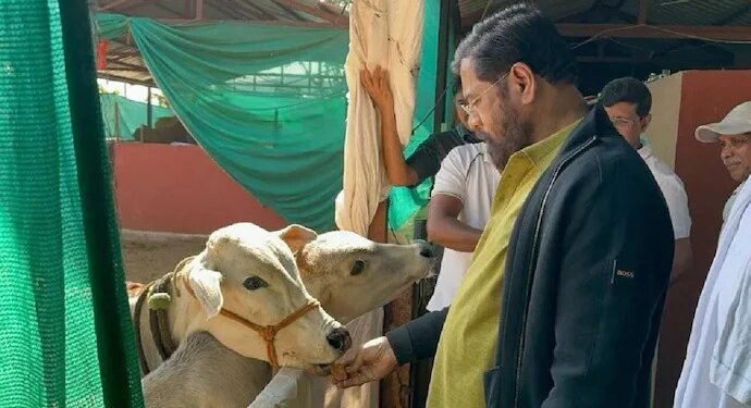 The Eknath Shinde-led government has declared indigenous cow breeds 'Rajyamata-Gomata' in Maharashtra