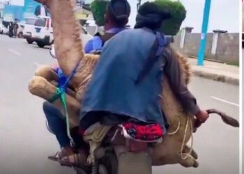 Camel tied and transported on a motorcycle sparked outrage online over shocking animal cruelty.(X)