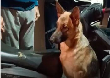 An abandoned German Shepherd was rescued in Delhi and renamed Swiggy.