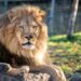 A Pakistani man sustained critical injuries when a lion attacked him while he was filming a TikTok video at a breeding farm in Lahore.